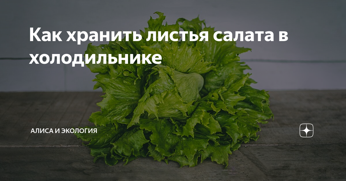 Ответы спа-гармония.рф: Подскажите, где хранить листья салата ? В холодильнике ?