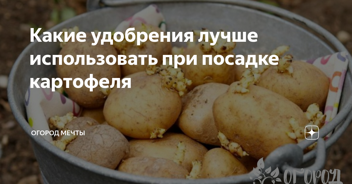 Какие удобрения лучше использовать при посадке картофеля | Огород Мечты ...