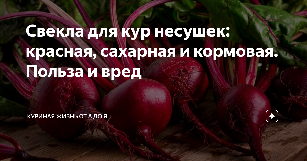 Можно курам свеклу. Можно ли давать курам свеклу красную. Свекла курам как давать. Свекла лошадям.