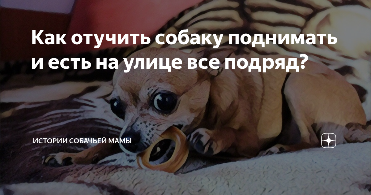 Как отучить собаку все подбирать на улице. Как отучить собаку все подбирать на улице