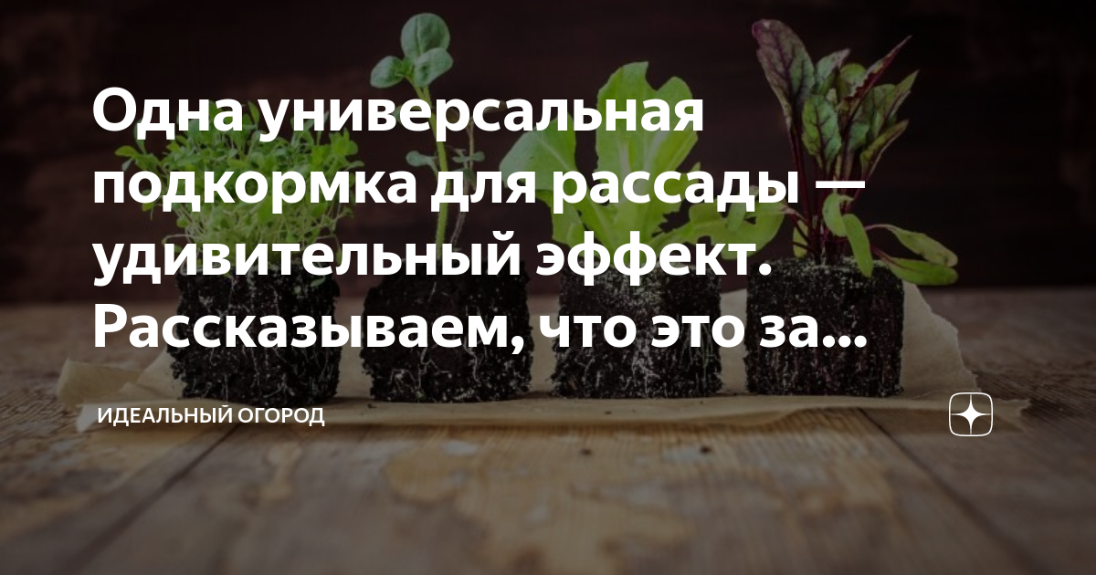 Одна универсальная подкормка для рассады — удивительный эффект ...