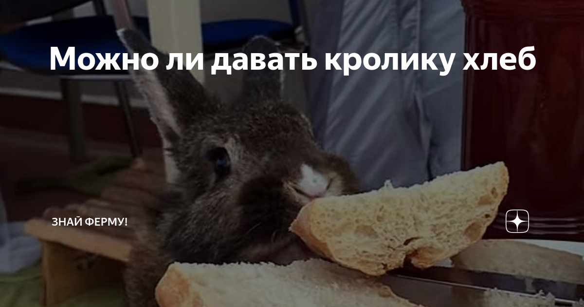 Можно давать хлеб кроликам