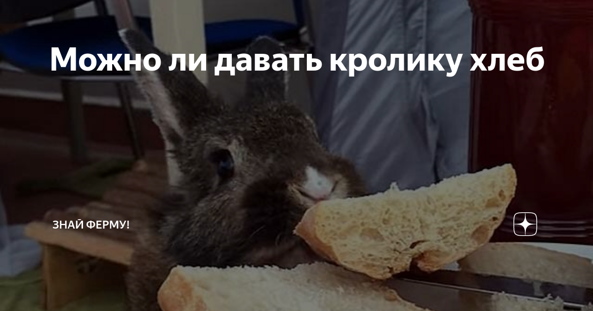 Белый хлеб кроликам. Можно ли кроликам давать серый хлеб. Можно давать крольчатам хлебные сухари и сколько