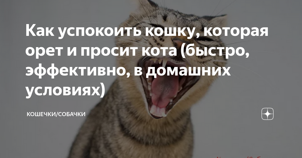 Кошка просит кота: как успокоить кошку