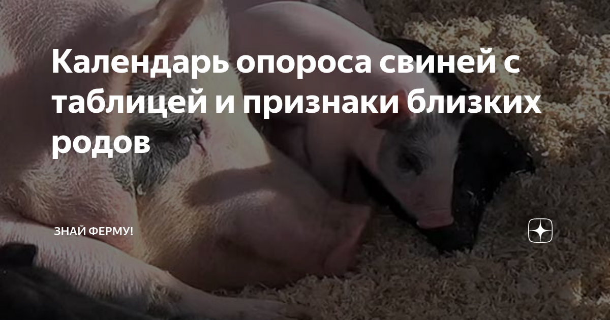 Мифы и правда о классах кормов - сравним качество брендов