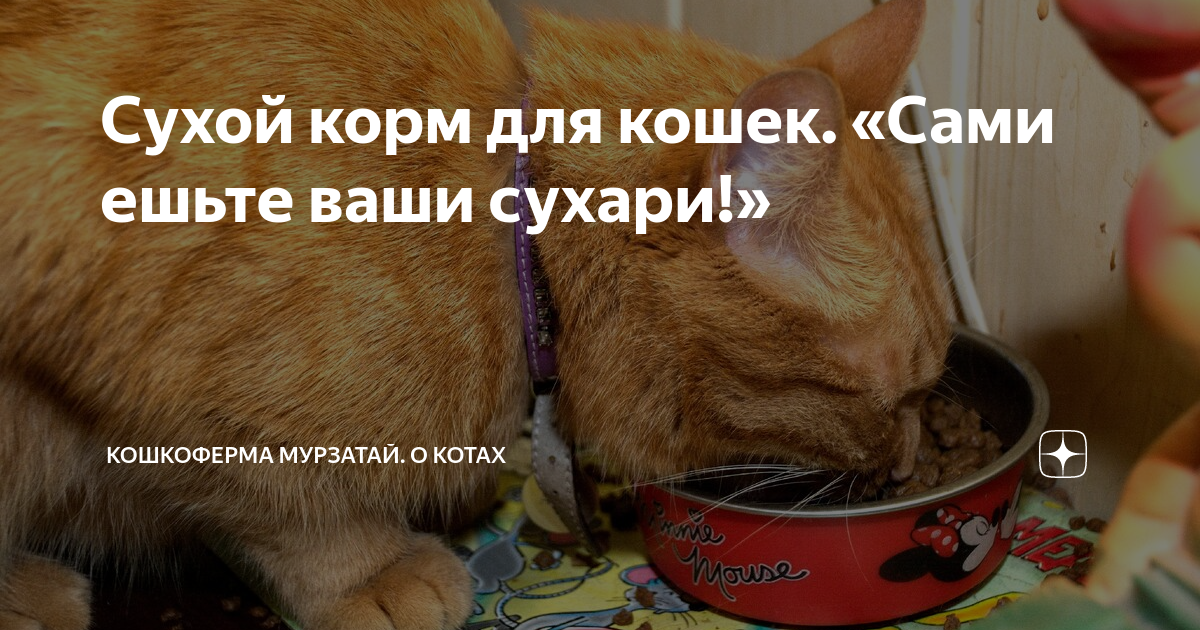 вискас в миске. кошку сухаря. подушечки с мятой для кошек. кошку сухаря. кошку сухаря.