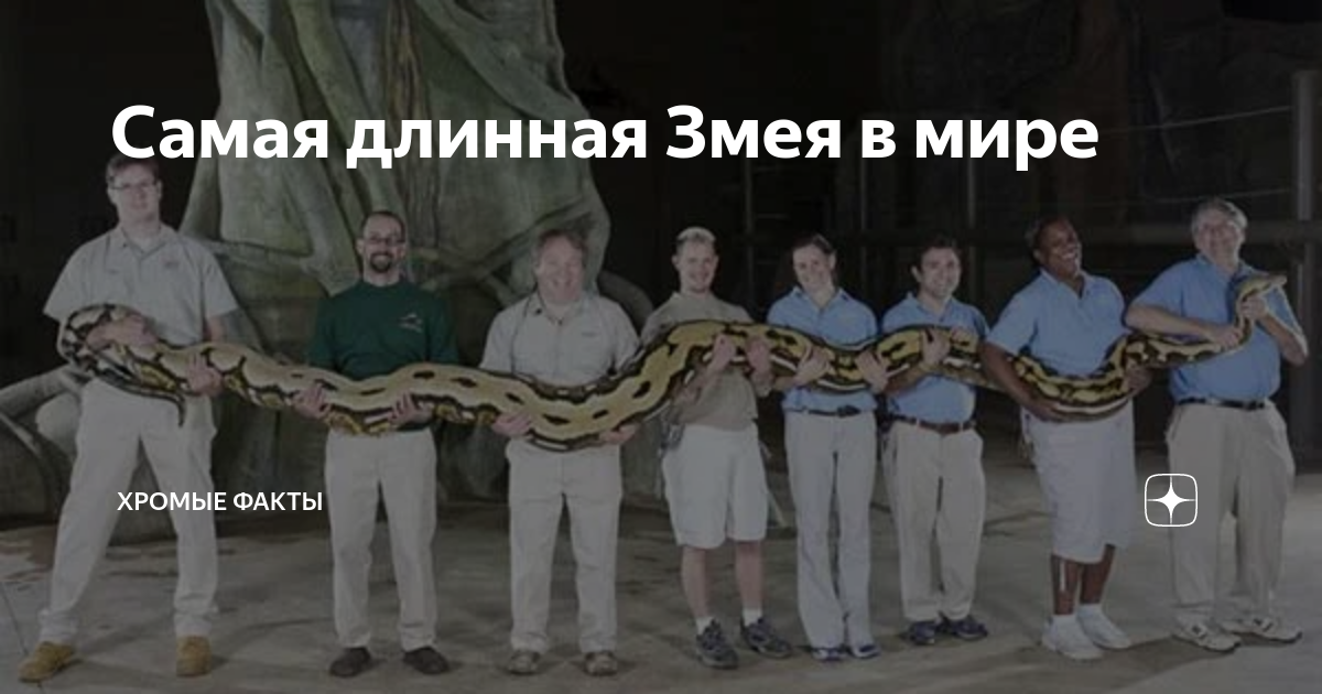 Самая длинная Змея в мире | Хромые Факты | Дзен