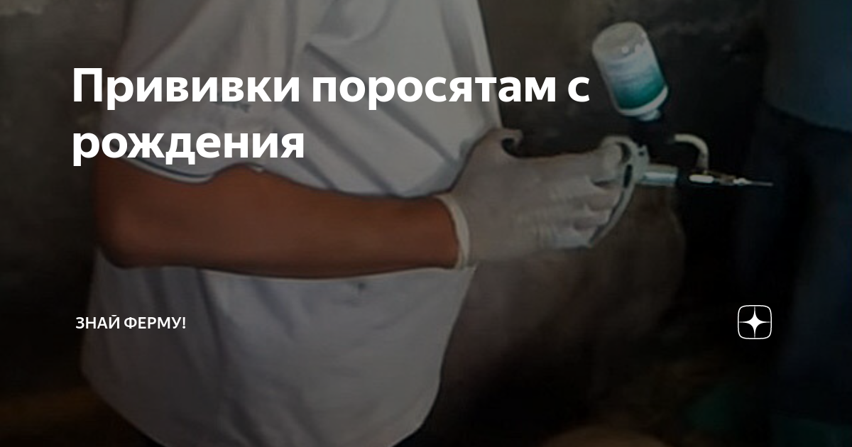 Статьи по ветеринарии свиней на Piginfo Комплексный подход в диагностике болезне