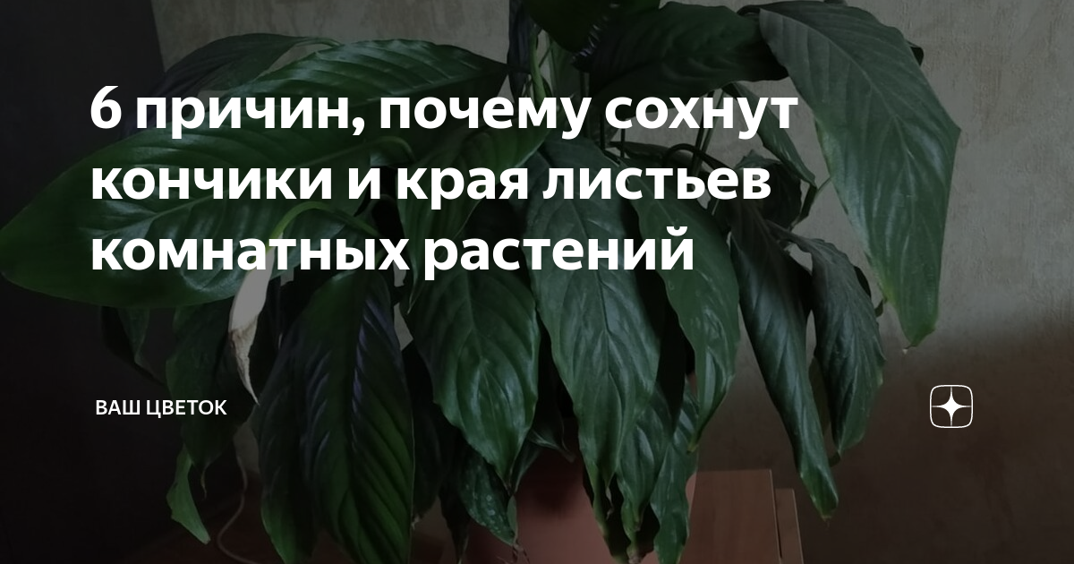 Почему сохнут кончики листьев у комнатных растений: причины и способы решения проблемы