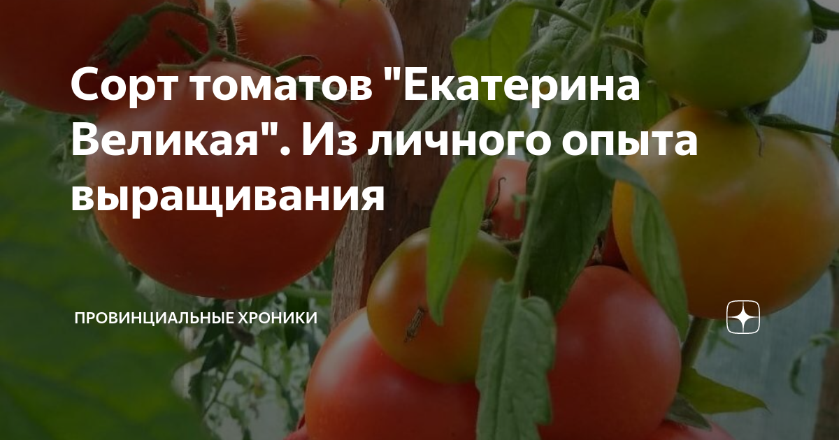Томат екатерина великая отзывы фото урожайность