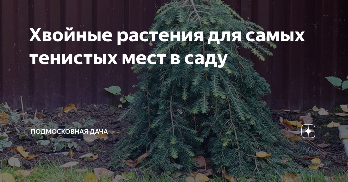 Хвойные растения для самых тенистых мест в саду | Подмосковная дача | Дзен