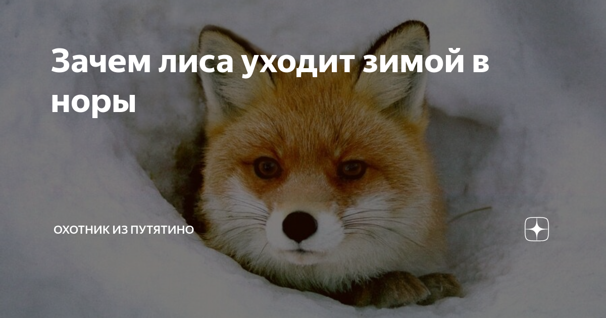Почему лиса почему а. Почему лиса почему а