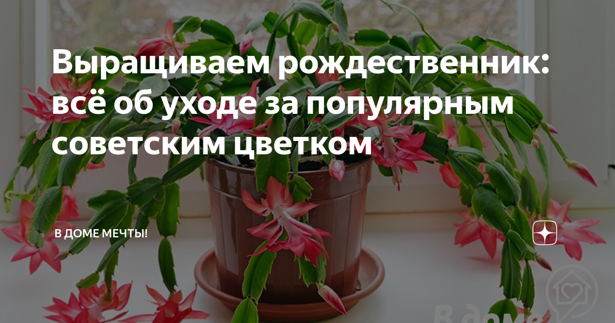 Шлюмбергера или декабрист: уход и содержание на подоконнике