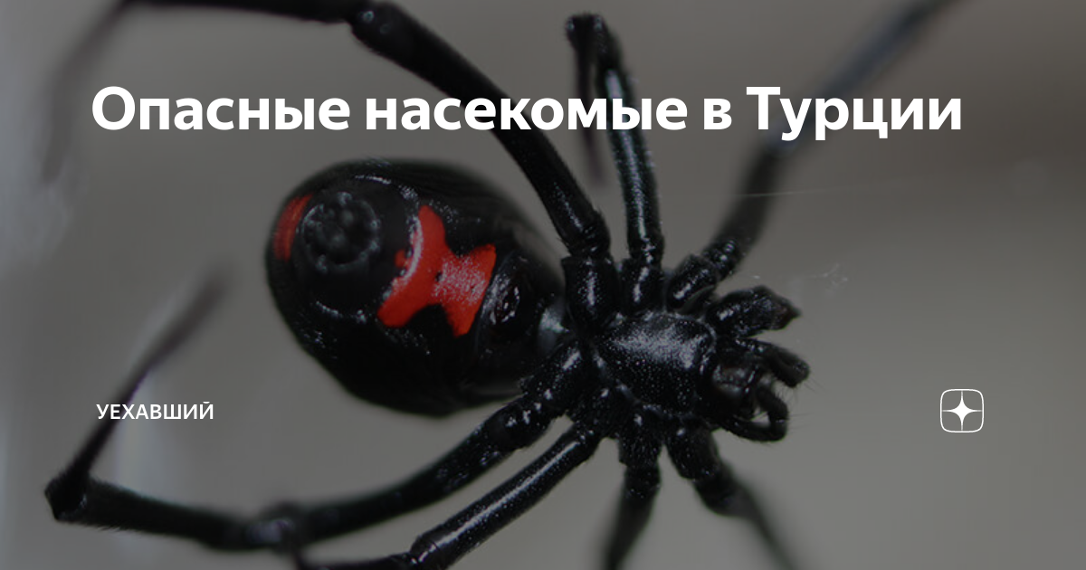 Опасные насекомые в Турции | Уехавший | Дзен