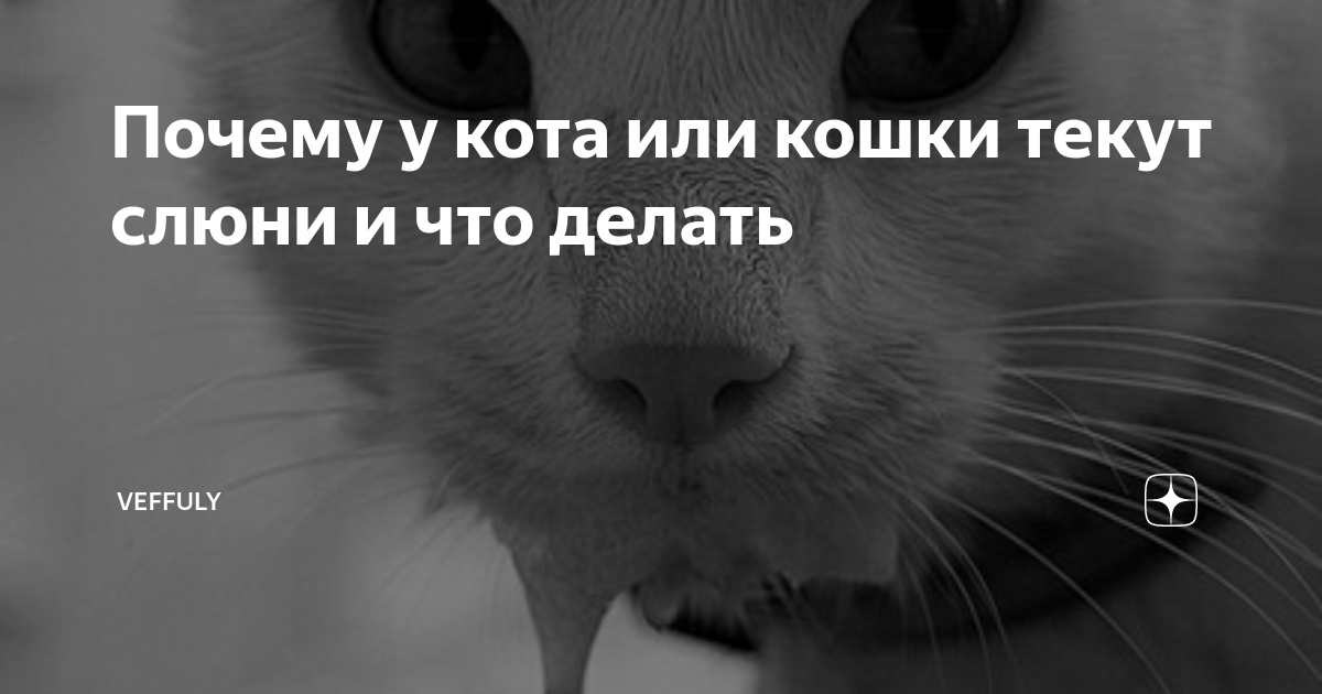 Почему у кошки текут слюни изо рта?