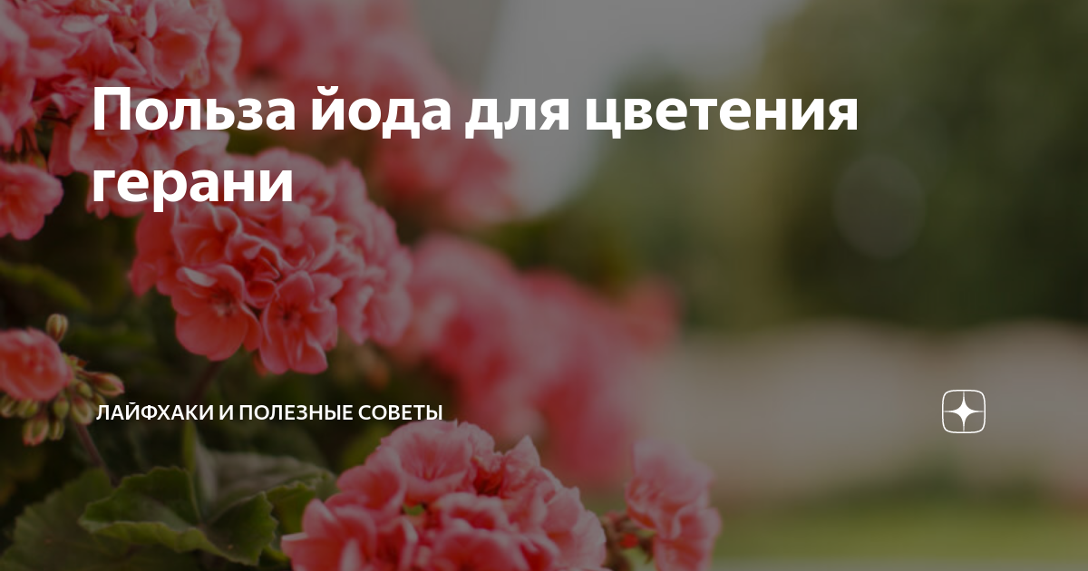йод для герани для цветения