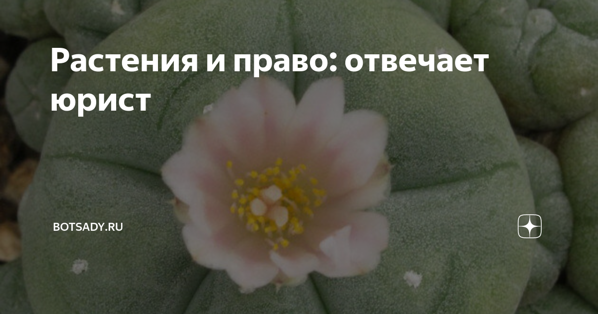 банистериопсис каапи растение вида banisteriopsis caapi