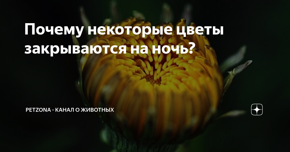 Почему некоторые цветы закрываются на ночь? | Вокруг Света