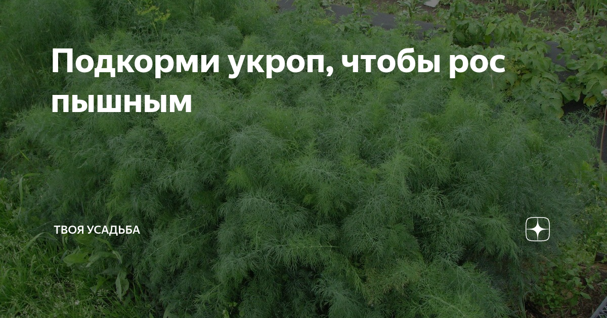 Как обрезать укроп чтобы дальше рос. Чтобы быстро взошел укроп. чем удобрить укроп. чем подкормить укроп. как сделать чтобы укроп быстро взошел.
