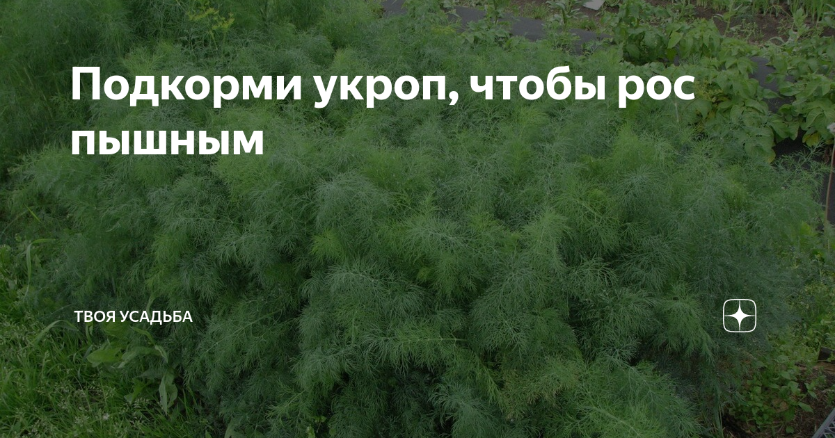 Что делать чтобы укроп взошел быстрее. Чтобы быстро взошел укроп. Чем удобрить укроп. Чем подкормить укроп для роста. Как сделать чтобы укроп быстро взошел.