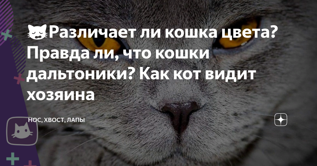 Правда ли что кошки. Различают ли коты пол своего хозяина. Как учёные доказали что кошки дальтоники. Все ли кошки дальтоники.