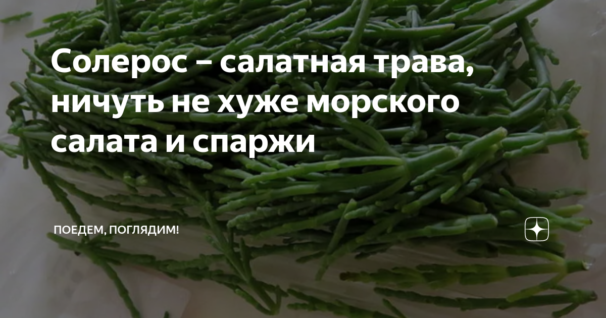 Солерос – салатная трава, ничуть не хуже морского салата и спаржи ...
