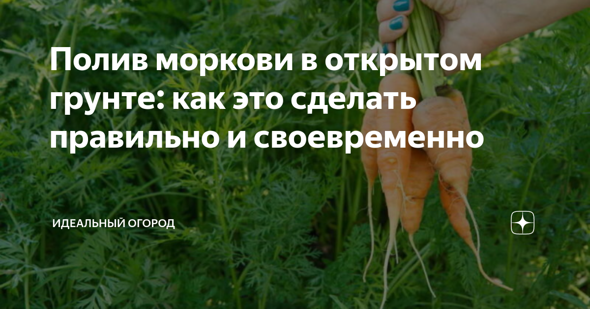 Как часто поливать морковь в открытом грунте. Полив моркови в открытом грунте. Идеальный огород дзен. Полив моркови в открытом грунте на поле.