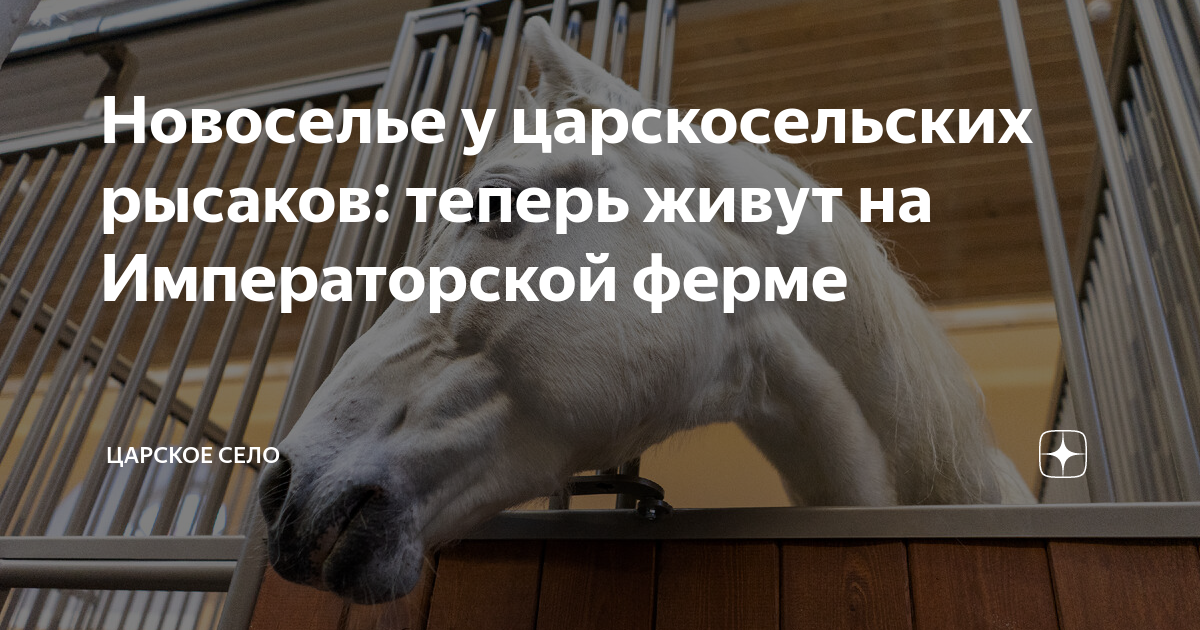 гонки рысаков 4 буквы