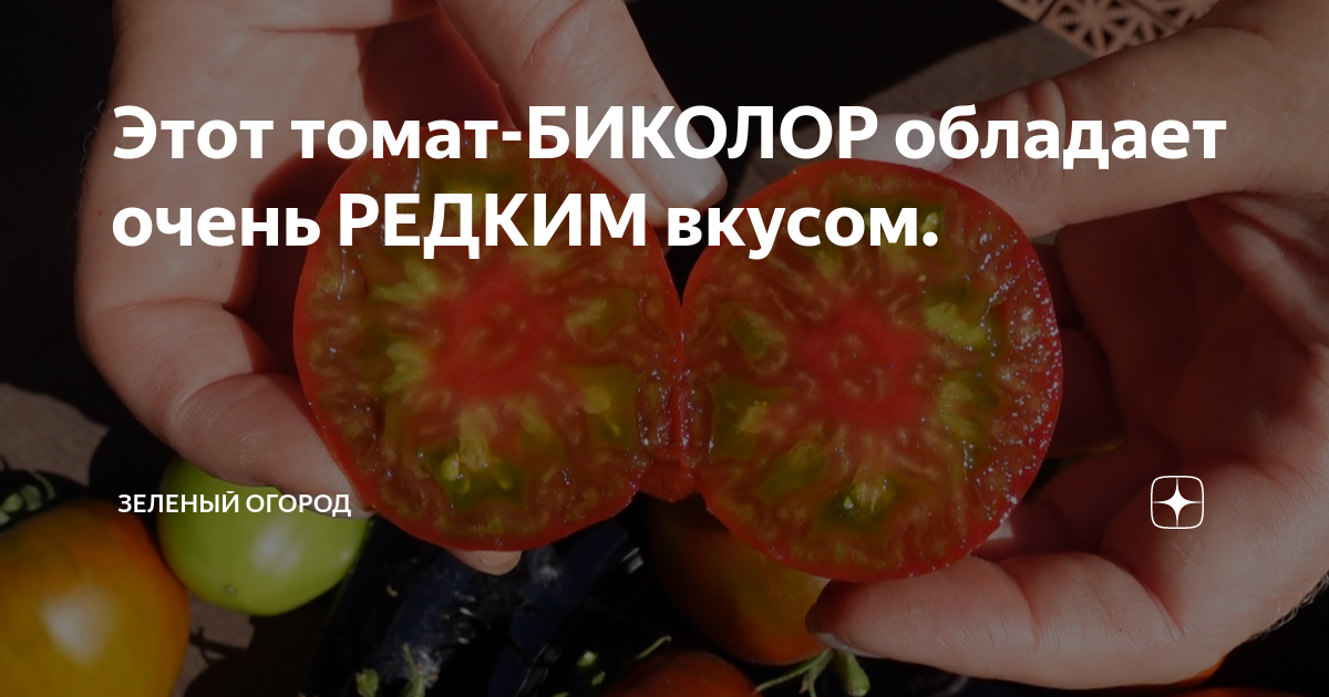 Этот томат-БИКОЛОР обладает очень РЕДКИМ вкусом. | Зеленый Огород | Дзен