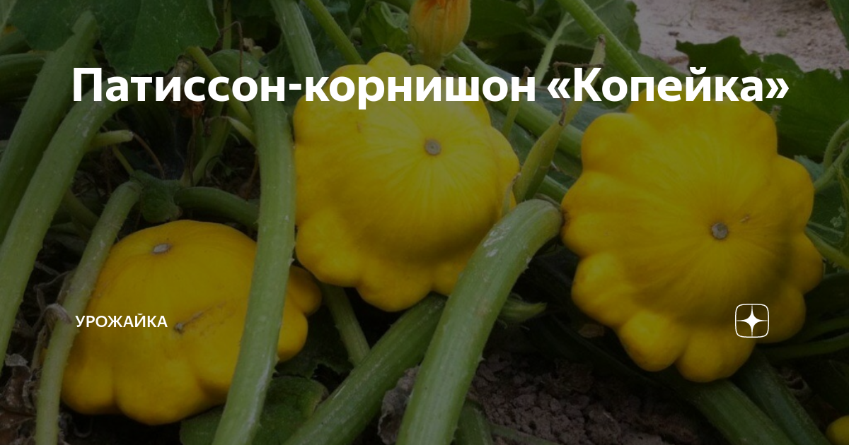 Патиссон корнишон. Патиссон корнишон копейка. Патиссон копейка. Патиссон Карнюшин копейка.