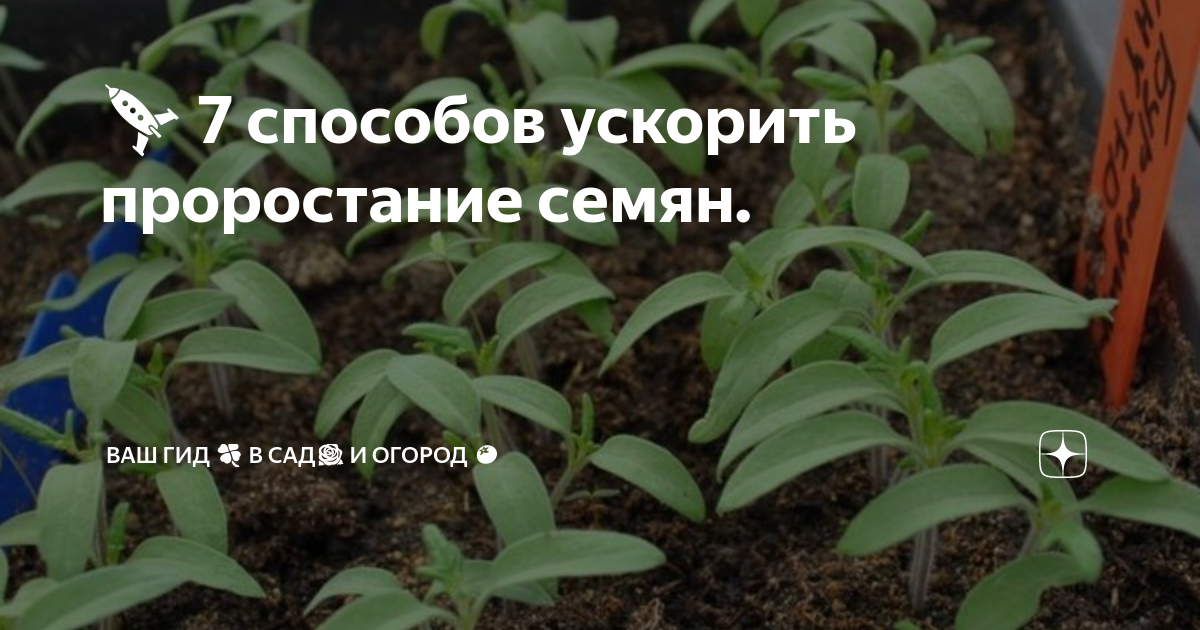 🚀 7 способов ускорить проростание семян. | ВАШ ГИД 🍀 В САД🌹 И ОГОРОД 🍅 ...