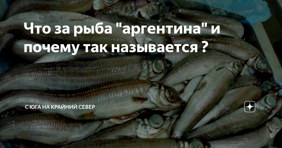 Рыба аргентина описание