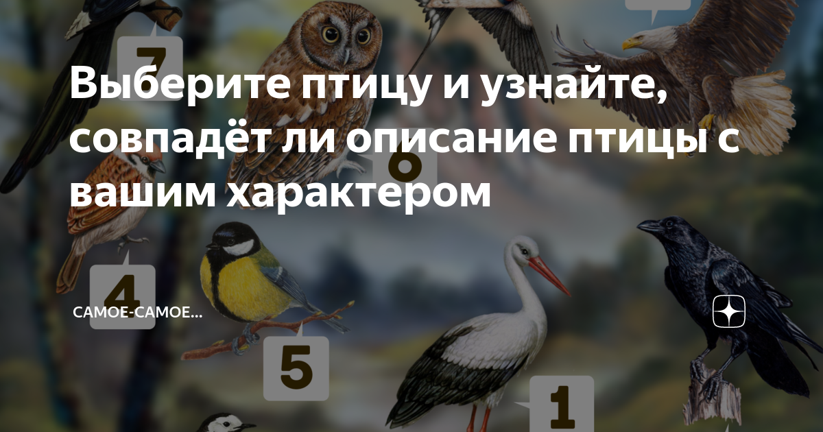 Тест выберите птицу. Аудиозапись с голосами птиц. Выбери только птиц. Тест выбери птицу. Животные с крыльями.