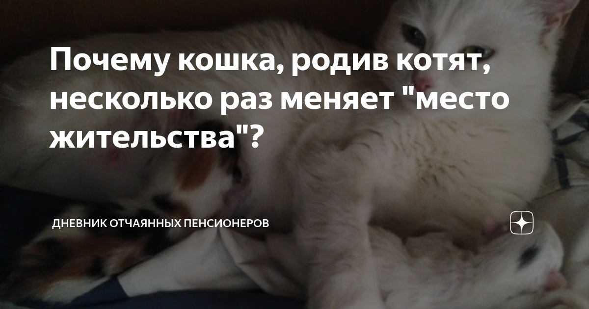 Кошка родила на кровати приметы