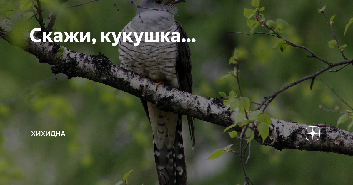 Сколько песен еще не написано скажи кукушка. Скажи Кукушка. Кукушка кукушонку сказала. Кукушка страшная. Кукушка с надписью.