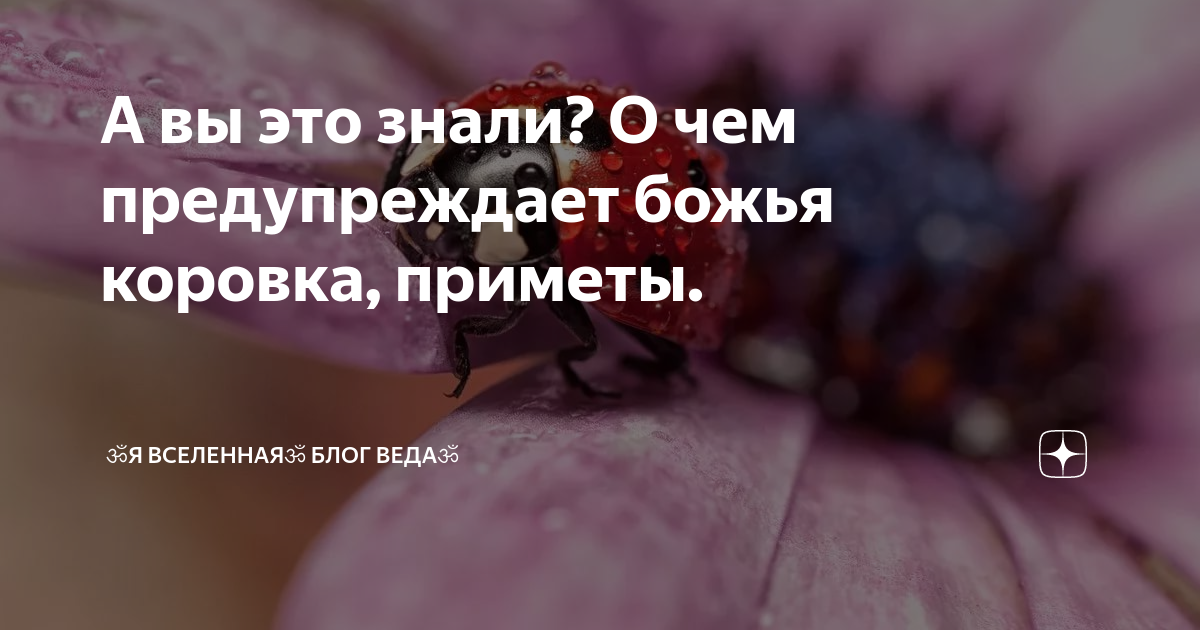 божья коровка приметы