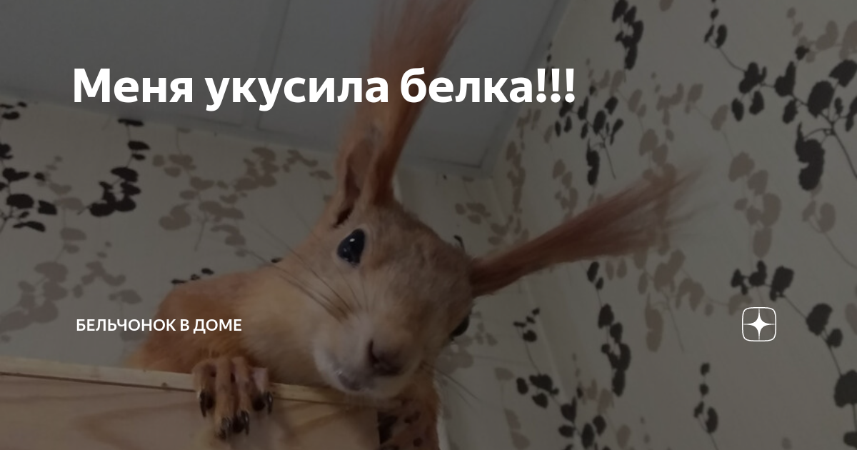 Сон укусила белка. Белка укусила. Белочки кусаются. Сон укусила белка. Белочки кусаются.