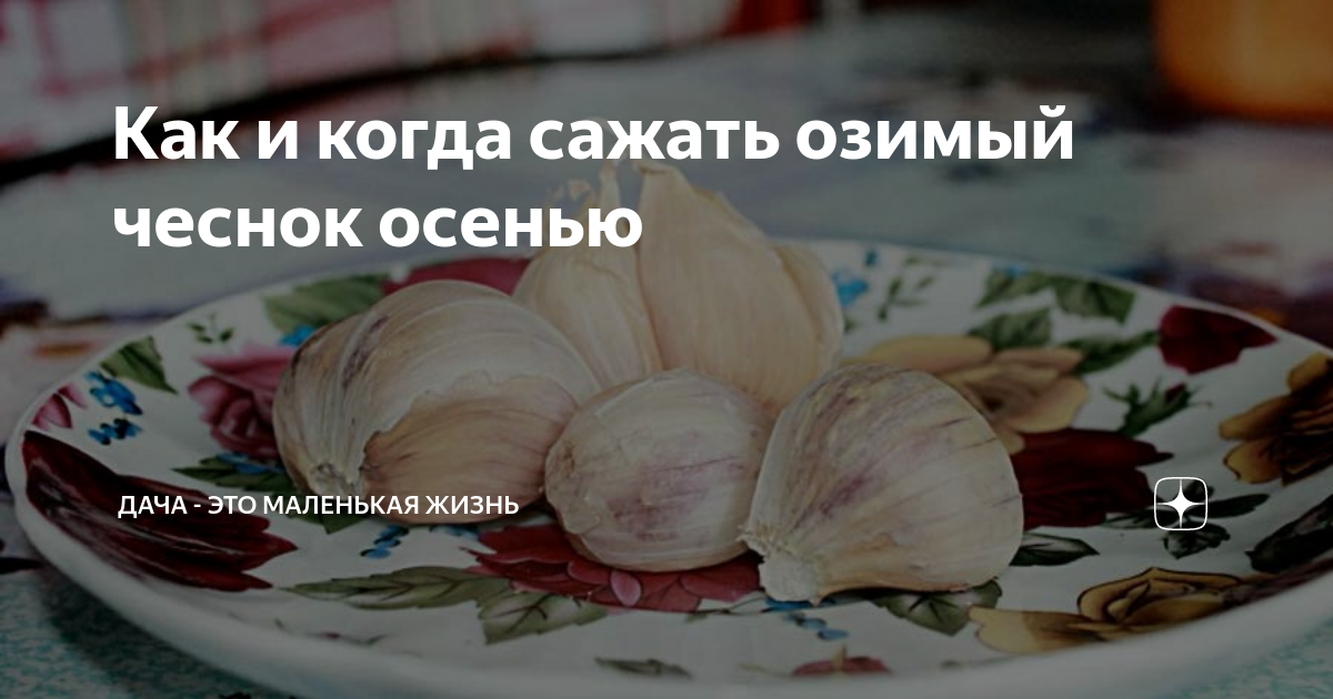 Когда сажать зим чеснок