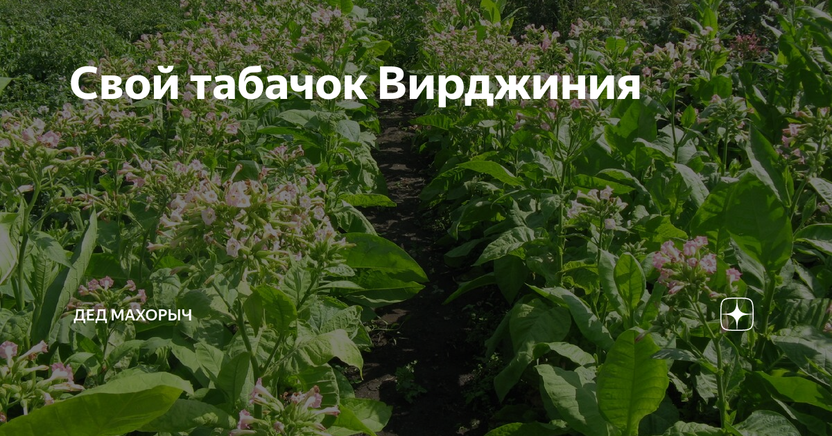 Смертельная доза для человека при выкуривании сигарет. Смешал по дозе табачок песня. Заставка к песне табак махорочка. Признаки зависимости от табака. Смешал по дозе табачок песня.