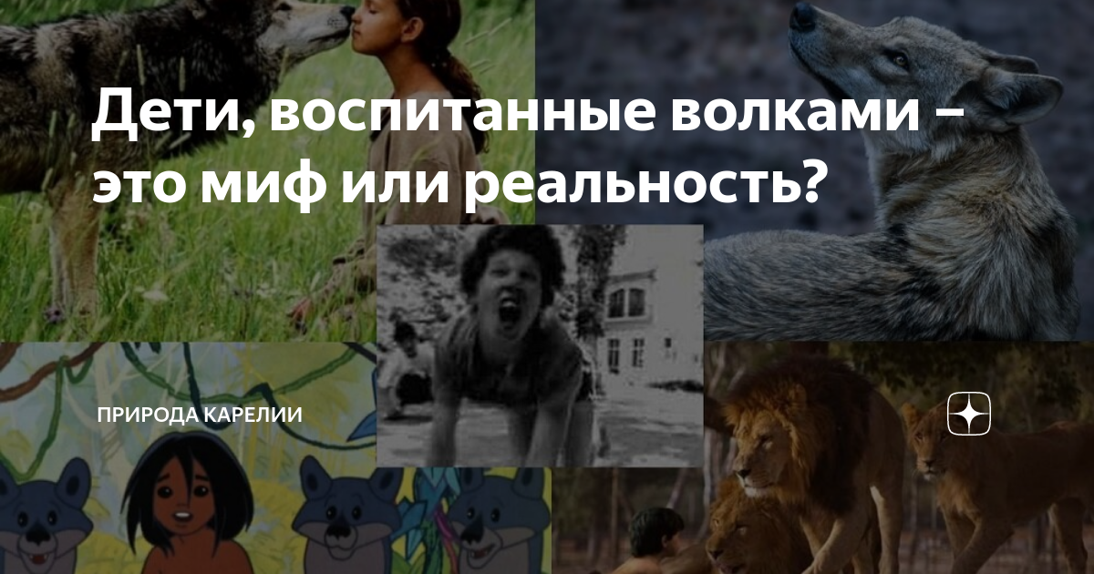 Дети, воспитанные волками – это миф или реальность? | Природа Карелии ...