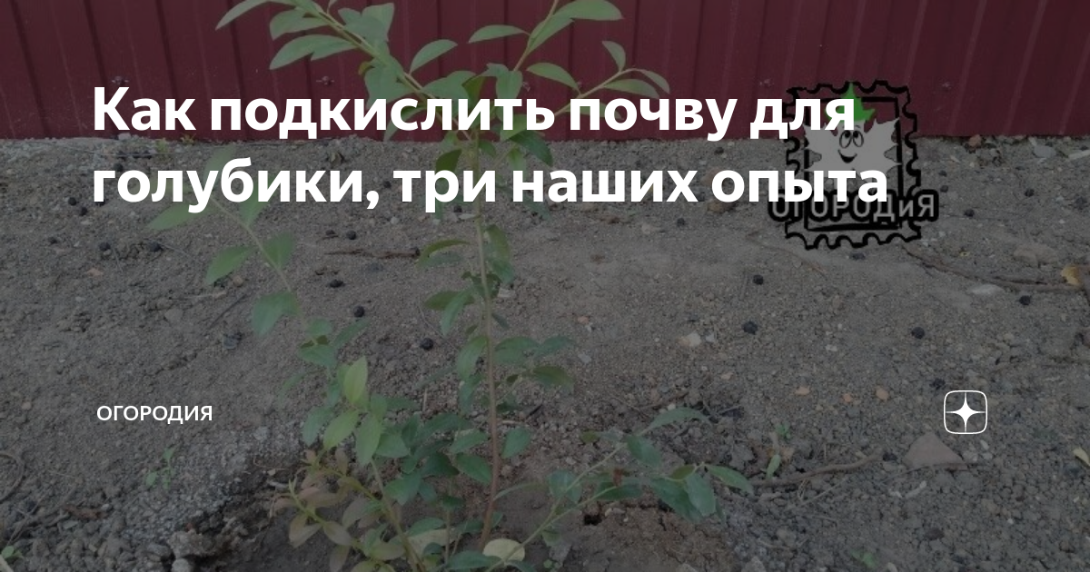 Голубика полив уксусом пропорции. Подкислить почву для голубики. Как окислить почву для голубики. Голубика любит кислую почву. Подкислитель почвы для голубики.