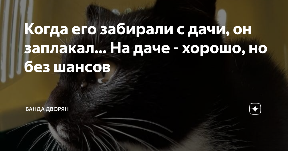 Когда его забирали с дачи, он заплакал... На даче - хорошо, но без ...