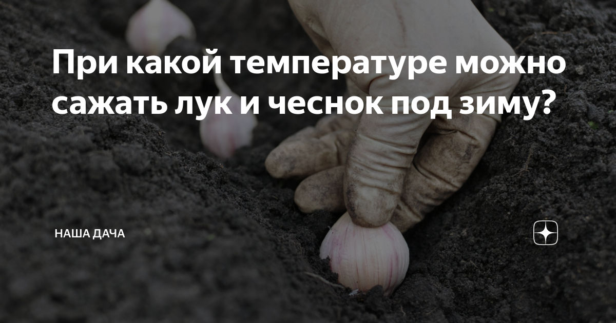 Какого числа сажать чеснок под зиму. Какого числа сажать чеснок под зиму