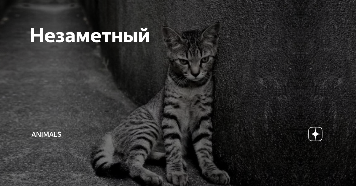 Незаметный. Animals дзен. Энималс Яндекс дзен. Незаметным