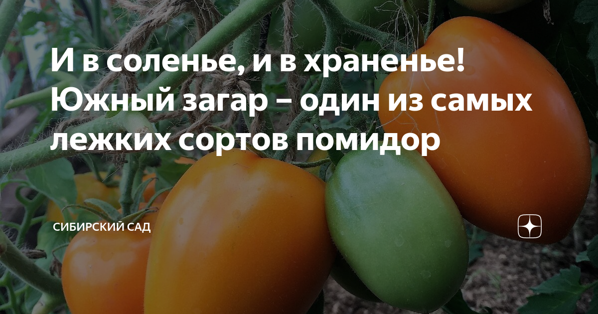 Томат Южный Загар - купить семена овощей с доставкой по Украине в магазине Добродар