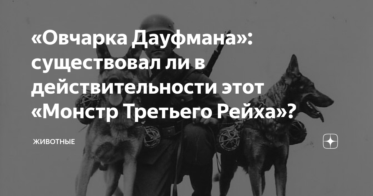 Овчарка дауфмана фото Овчарка Дауфмана": существовал ли в действительности этот "Монстр Третьего Рейха