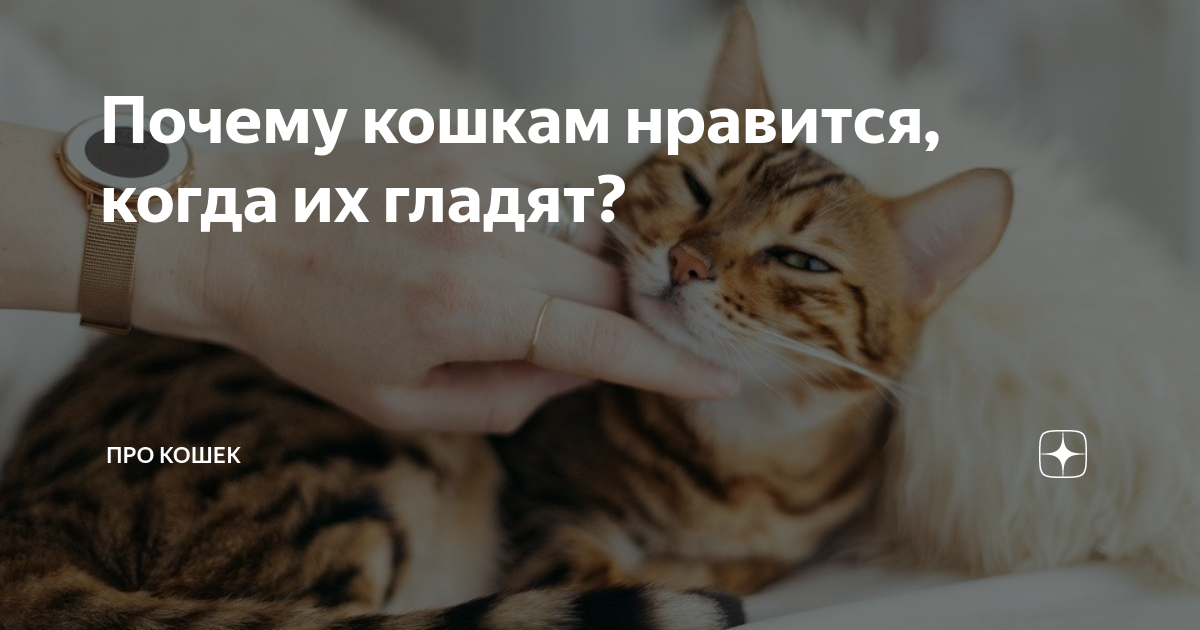 Почему кошки любят когда их гладят