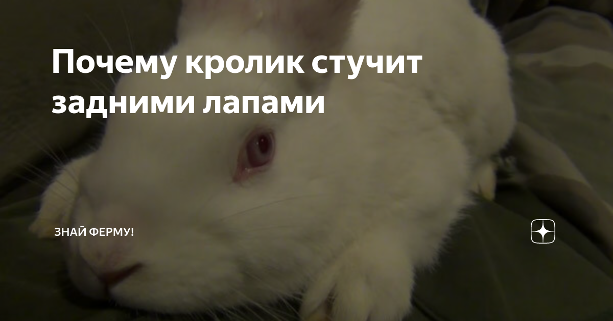 Кролик бьет передними лапами – причины и значение этого поведения
