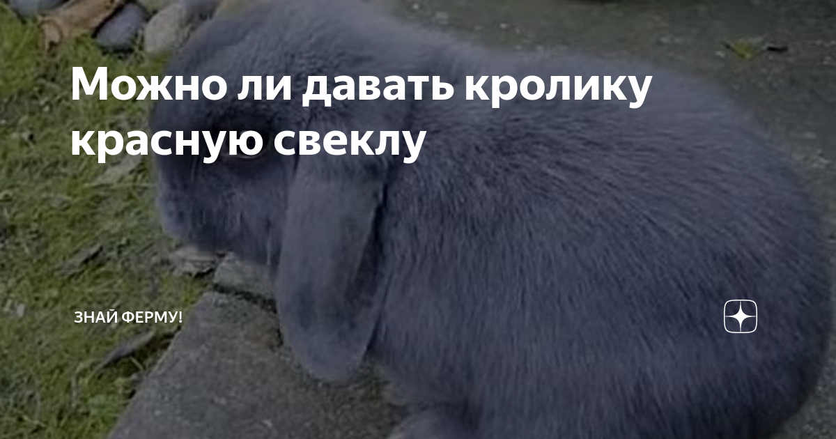 Можно давать кроликам красную свеклу. Можно давать кроликам красную свеклу