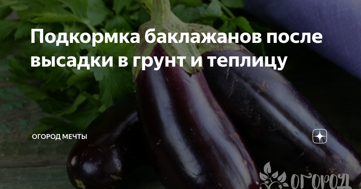 Подкормка баклажан во время цветения. Подкормка баклажанов. Подкормка баклажанов в теплице. Удобрения для баклажанов в теплице. Чем подкормить баклажаны в теплице